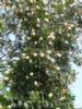 Melaleuca Alternifolia Extract
